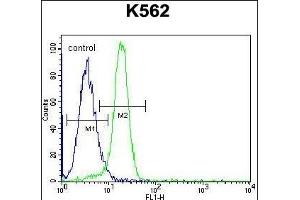 NLK- Antibody (Center) (ABIN652357 and ABIN2841643) flow cytometric analysis of K562 cells (right histogram) compared to a negative control cell (left histogram). (Nemo-Like Kinase Antikörper  (AA 275-300))