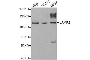Western blot analysis of extracts of various cell lines, using LAMP2 antibody. (LAMP2 Antikörper)