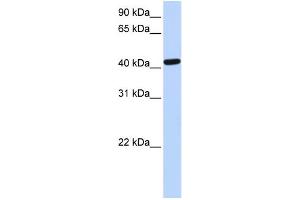 WB Suggested Anti-TARDBP Antibody Titration: 0. (TARDBP Antikörper  (N-Term))