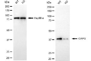 Western blotting analysis using CAPG antibody (ABIN7797864). (Rekombinanter CAPG Antikörper)