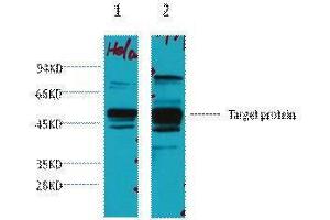 Western Blotting (WB) image for anti-X-Ray Repair Complementing Defective Repair in Chinese Hamster Cells 4 (XRCC4) antibody (ABIN3181156) (XRCC4 Antikörper)