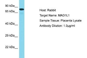 Host: Rabbit Target Name: MAD1L1 Sample Tissue: Human Placenta Antibody Dilution: 1ug/ml