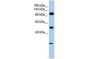 WB Suggested Anti-KL Antibody Titration: 0.