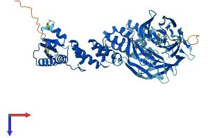 ENC1 Protein (AA 1-589) (His tag)