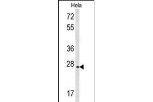 Western blot analysis of CREM Antibody (C-term) (ABIN653067 and ABIN2842668) in Hela cell line lysates (35 μg/lane). (CREM Antikörper  (C-Term))