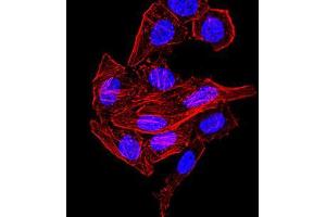 Immunocytochemistry (ICC) image for anti-Synapsin I (SYN1) (AA 362-511) antibody (ABIN5542390)
