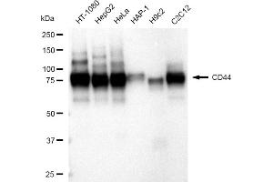 Western blotting analysis using CD44 antibody (ABIN7797972). (Rekombinanter CD44 Antikörper)