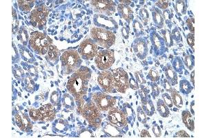 ASS1 antibody was used for immunohistochemistry at a concentration of 4-8 ug/ml to stain Epithelial cells of renal tubule (arrows) in Human Kidney. (ASS1 Antikörper  (N-Term))