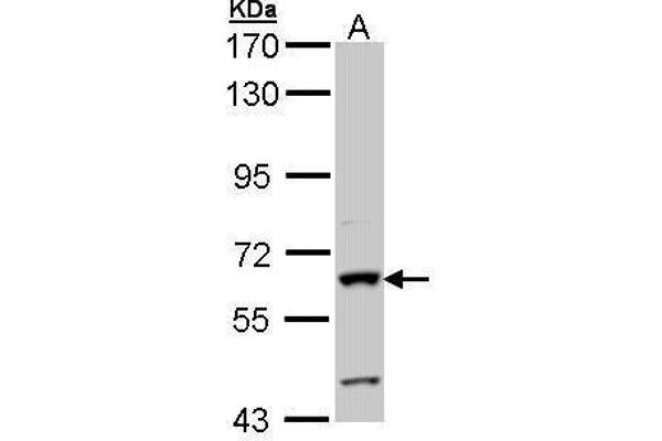 Intestinal Alkaline Phosphatase Antikörper