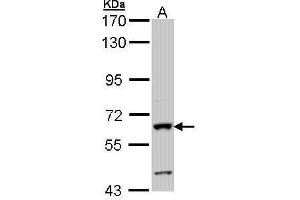 WB Image Sample (30 ug of whole cell lysate) A: Hep G2 , 7. (Intestinal Alkaline Phosphatase Antikörper)