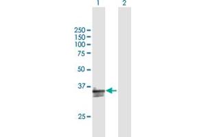 Western Blot analysis of CD300A expression in transfected 293T cell line by CD300A MaxPab polyclonal antibody. (CD300a Antikörper  (AA 1-299))