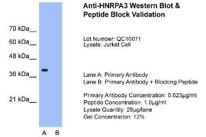 Western Blotting (WB) image for anti-Heterogeneous Nuclear Ribonucleoprotein A3 (HNRNPA3) (N-Term) antibody (ABIN2776678)