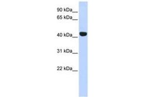 Image no. 1 for anti-Egl-9 Family Hypoxia Inducible Factor 2 (EGLN2) (C-Term) antibody (ABIN6742905)