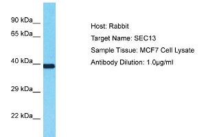 Host: Rabbit Target Name: SEC13 Sample Type: MCF7 Whole Cell lysates Antibody Dilution: 1. (SEC13 Antikörper  (Middle Region))