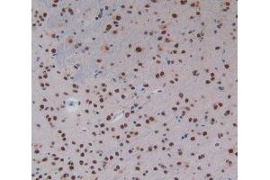 IHC-P analysis of Mouse Brain Tissue, with DAB staining. (KHDRBS1 Antikörper  (AA 156-381))