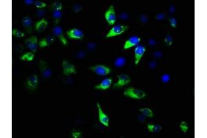 Immunofluorescence staining of Hela cells with ABIN7154715 at 1:167, counter-stained with DAPI. (GNAT2 Antikörper  (AA 2-139))