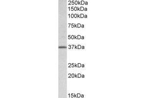 Western Blotting (WB) image for anti-Transcription Factor B2, Mitochondrial (TFB2M) (Internal Region) antibody (ABIN2464480) (TFB2M Antikörper  (Internal Region))