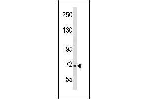 INTS9 Antibody (C-term) (ABIN1881462 and ABIN2843278) western blot analysis in K562 cell line lysates (35 μg/lane). (INTS9 Antikörper  (C-Term))