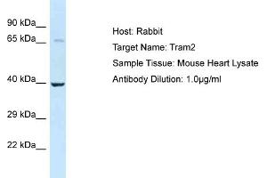 Host: Rabbit Target Name: Tram2 Sample Type: Mouse Heart lysates Antibody Dilution: 1. (TRAM2 Antikörper  (C-Term))