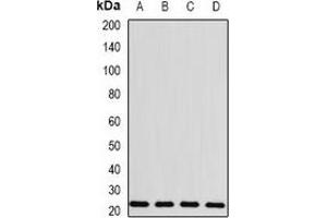 Western blot analysis of BLVRB expression in MCF7 (A), HepG2 (B), mouse spleen (C), rat liver (D) whole cell lysates.