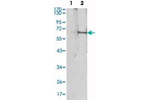 Western blot analysis using EPO monoclonal antibody, clone 4F11  against HEK293 (1) and EPO-hIgGFc transfected HEK293 (2) cell lysate. (EPO Antikörper)