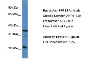 Western Blotting (WB) image for anti-serine/arginine-Rich Splicing Factor 2 (SRSF2) (C-Term) antibody (ABIN2788766) (SRSF2 Antikörper  (C-Term))