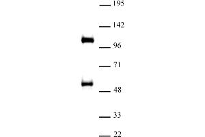 TAZ / WWTR1 antibody (pAb) tested by Western blot Nuclear extract of A-431 cells (30 μg) probed with TAZ / WWTR1 antibody (1:500). (WWTR1 Antikörper  (C-Term))