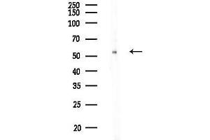 Western blot analysis of lysates from COLO205 cells, using CDC20 Antibody at 1/1000 dilution.