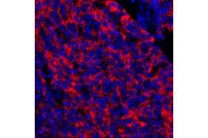 Immunofluorescence (IF) image for anti-5'-Nucleotidase, Ecto (CD73) (NT5E) (AA 27-552) antibody (ABIN7449540) (Rekombinanter CD73 Antikörper  (AA 27-552))