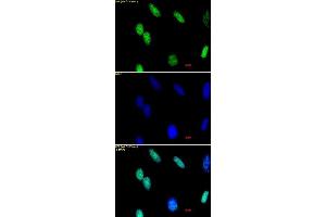 Histone H3 dimethyl Lys36 antibody tested by immunofluorescence. (Histone 3 Antikörper  (H3K36me2))