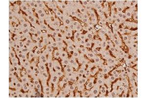 ABIN6269133 at 1/200 staining Mouse liver tissue sections by IHC-P. (KIT Antikörper  (Internal Region))