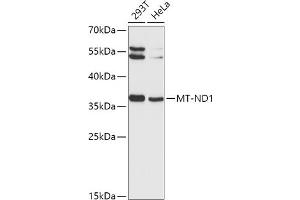 Western blot analysis of extracts of various cell lines, using MT-ND1 antibody (ABIN1680918, ABIN3019409, ABIN3019410 and ABIN6220887) at 1:1000 dilution.