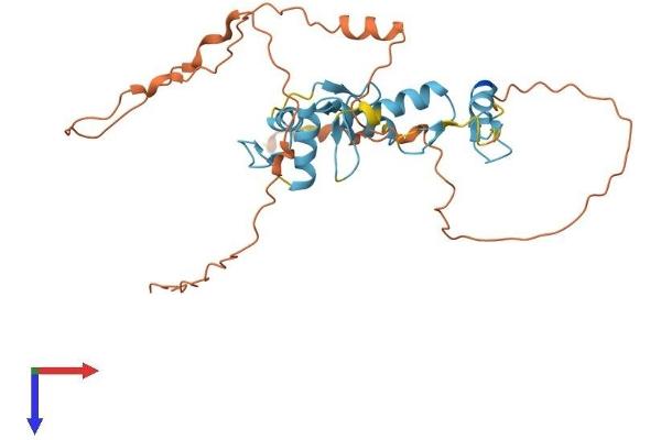 SCRT2 Protein (AA 1-307) (His tag)