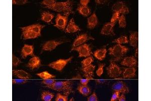 Immunofluorescence analysis of C6 cells using PTCD1 Polyclonal Antibody at dilution of 1:100. (PTCD1 Antikörper)