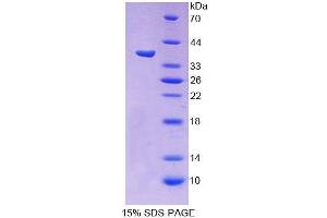 SDS-PAGE analysis of Human PCDHb15 Protein. (PCDHB15 Protein)