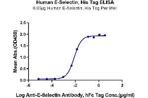 Immobilized Human E-Selectin at 0. (Selectin E/CD62e Protein (AA 22-556) (His-Avi Tag))