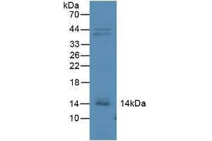 Figure. (CXCL10 Antikörper  (AA 22-98))