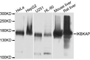 Western blot analysis of extracts of various cell lines, using IKBKAP antibody (ABIN4904025) at 1:1000 dilution.