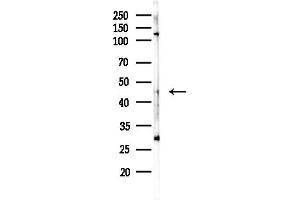 anti-Polymerase (RNA) I Polypeptide E, 53kDa (POLR1E) (Internal Region) antibody