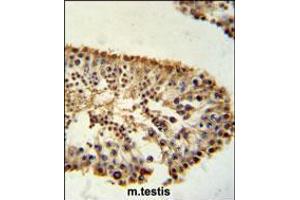 ERO1LB Antibody immunohistochemistry analysis in formalin fixed and paraffin embedded mouse testis tissue followed by peroxidase conjugation of the secondary antibody and DAB staining. (ERO1LB Antikörper  (C-Term))