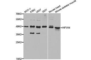 Western blot analysis of extracts of various cell lines, using HIF1AN antibody. (HIF1AN Antikörper  (AA 1-349))