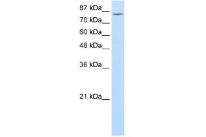 WB Suggested Anti-MCM7 Antibody Titration:  1.