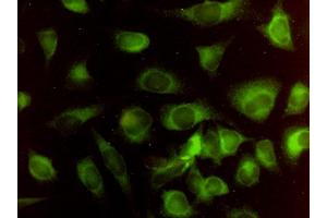 Immunofluorescence of monoclonal antibody to HMOX2 on HeLa cell. (HMOX2 Antikörper  (AA 1-316))