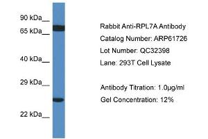 Western Blotting (WB) image for anti-Ribosomal Protein L7a (RPL7A) (C-Term) antibody (ABIN2788883) (RPL7A Antikörper  (C-Term))