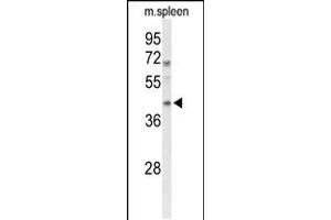 Western blot analysis of MAFA Antibody in mouse spleen tissue lysates (35ug/lane) (MAFA Antikörper  (AA 203-231))