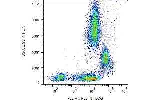 Flow cytometry analysis (surface staining) of human peripheral blood with anti-human CD31 (MEM-05) PE. (CD31 Antikörper  (PE))