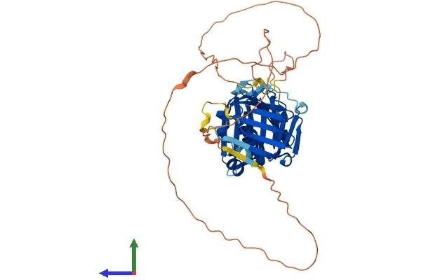 RAD9B Protein (AA 1-426) (His tag)