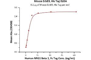 Immobilized Mouse ErbB3, His Tag (ABIN6973047) at 2 μg/mL (100 μL/well) can bind Human NRG1 Beta 1, Fc Tag (ABIN6973185) with a linear range of 0.