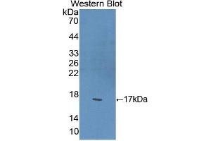 Western Blotting (WB) image for anti-Peroxisome Proliferator-Activated Receptor gamma (PPARG) (AA 149-273) antibody (ABIN3207604) (PPARG Antikörper  (AA 149-273))