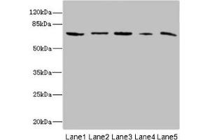 Western blot All lanes: RANBP3 antibody at 6. (RanBP3 Antikörper  (AA 1-250))